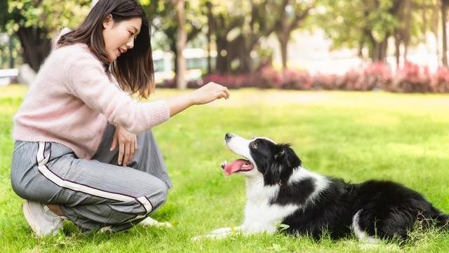 女生喜欢养公狗其实原因你都懂