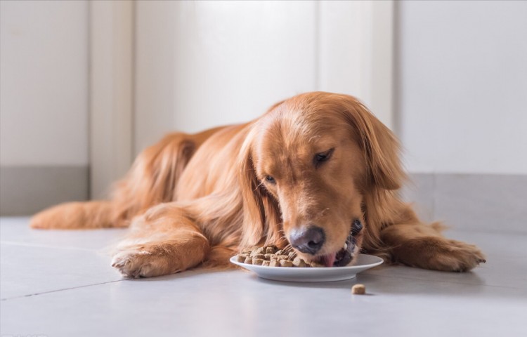 金毛犬泪痕严重怎么去除