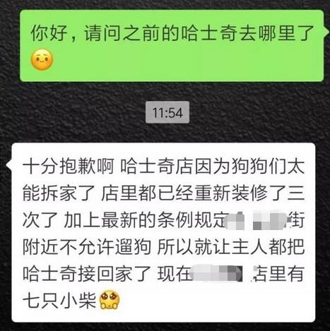 柴犬取代哈士奇？只因拆家，二哈恐会让出“宠物一哥”的位置