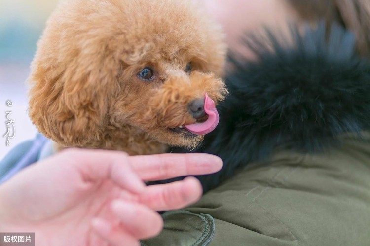 贵宾犬虽爱舔人但舔这些地方其实是有事要告诉你！