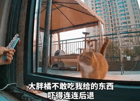 流浪猫和家猫隔窗相望小流浪：也可以摸摸我吗...