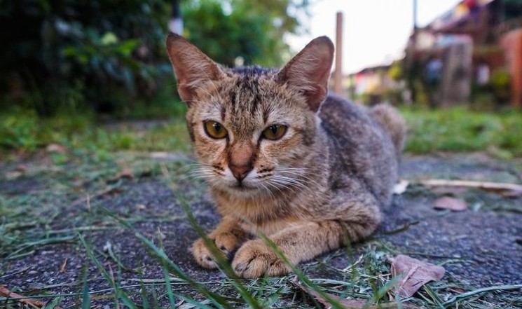 为了见到我那只流浪猫傻傻等到凌晨1点…