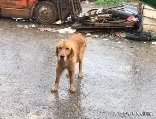 毛被主人丢外面回去再找到它的时候金毛绝望的离开了