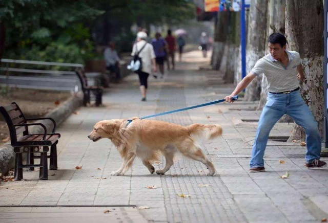 狗狗的这5个行为是想要变坏的征兆宠主要小心了