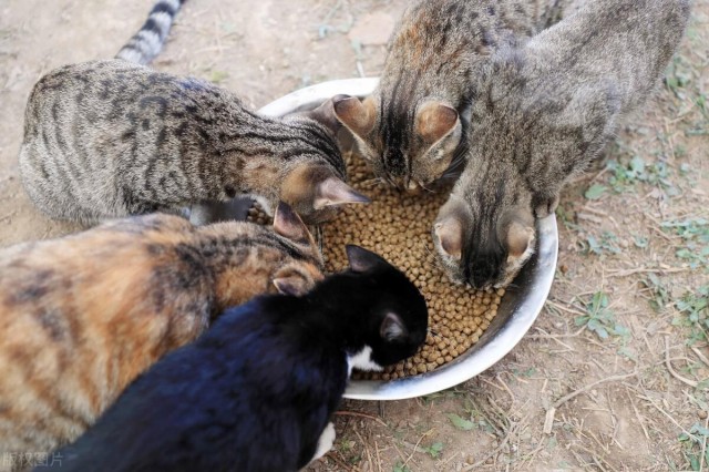 碰到流浪猫不喜欢也不要伤害它们